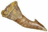 Fossil Sawfish (Onchopristis) Rostral Barb - Morocco #351678-1